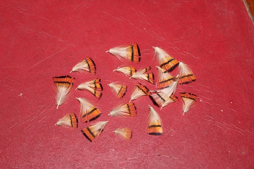 Fly tying golden pheasant - golden,