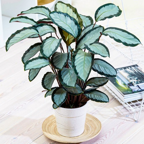 40cm potted calathea - potted,
