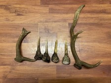 Fallow Deer Antlers
