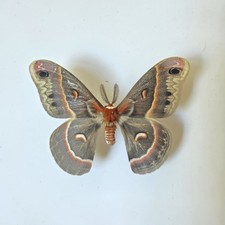 Hyalophora Cecropia The Robin