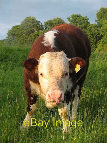 Photo 6x4 hereford bull calf - 6x4,