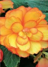 Begonia - Illumination Golden