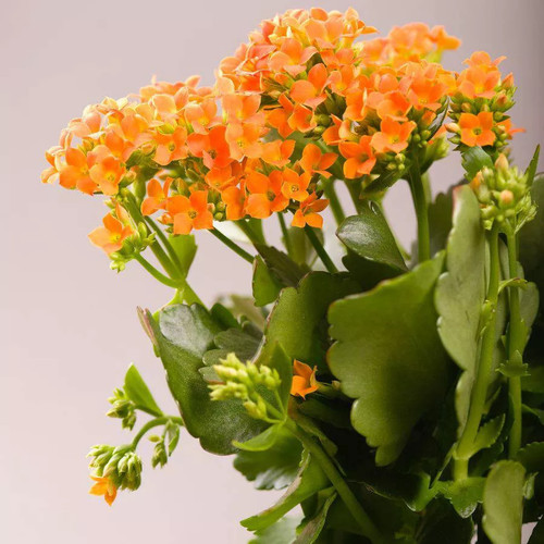 Kalanchoe succulent orange - succulent,