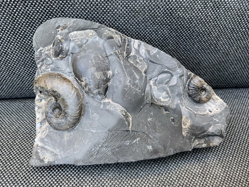 Rare double fossil ammonite - rare,