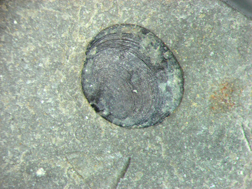 Cambrian brachiopod fossil