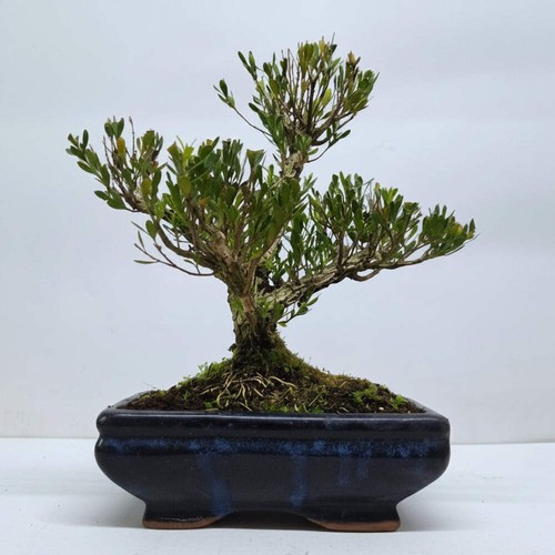 Boxwood - , (buxus