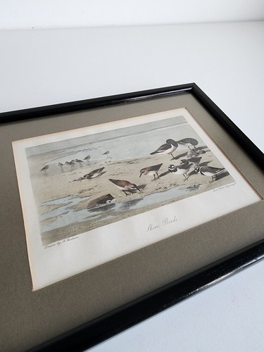 Shore birds print a - birds,
