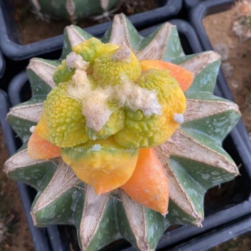 5cm cactus succulent plant - 4-5cm,