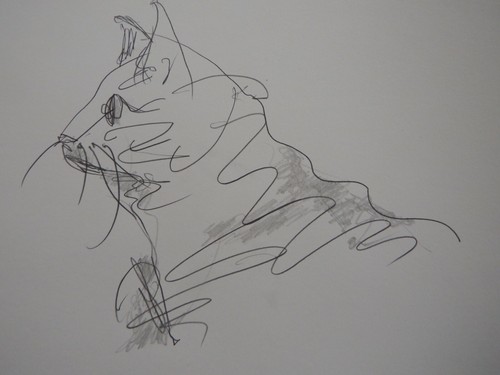 Pencil picasso cat - cat, drawing