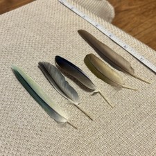 Five Real Conure/Quaker Parrot