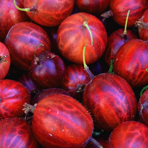 Gooseberry hinnonmaki red rhs - gooseberry,