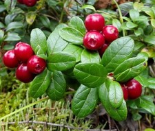 Lingonberry, Vaccinium vitis-idaea Fruit Plant. 9cm Pot - Grown in Wales