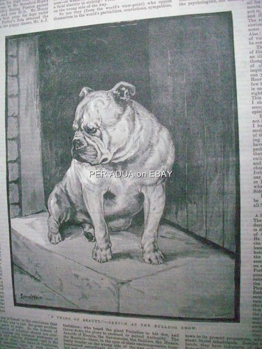 1890 louis wain sketch bulldog - louis,