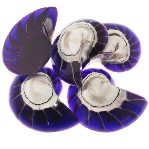 Exposed chamber nautilus shell - chamber,