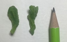 3g (2 Mini Pieces)