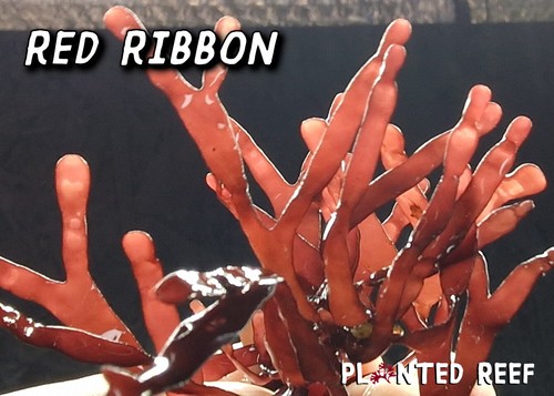 Marine macroalgae frag macro - macroalgae, |