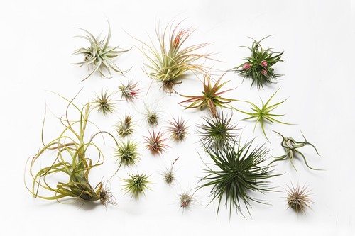 Air plant massive - air,
