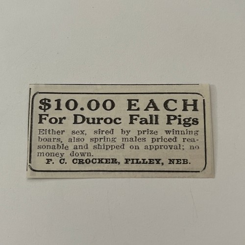 Duroc fall pigs crocker - duroc,