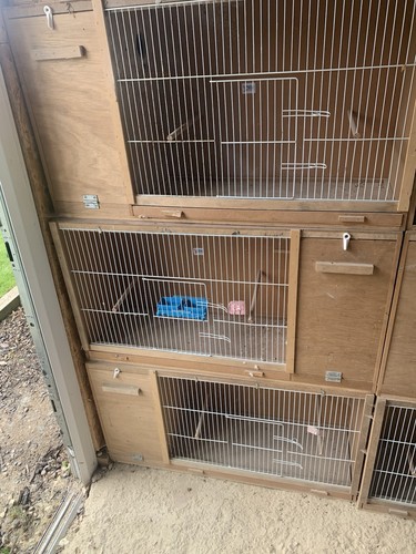 Parakeet breeding cages - breeding,
