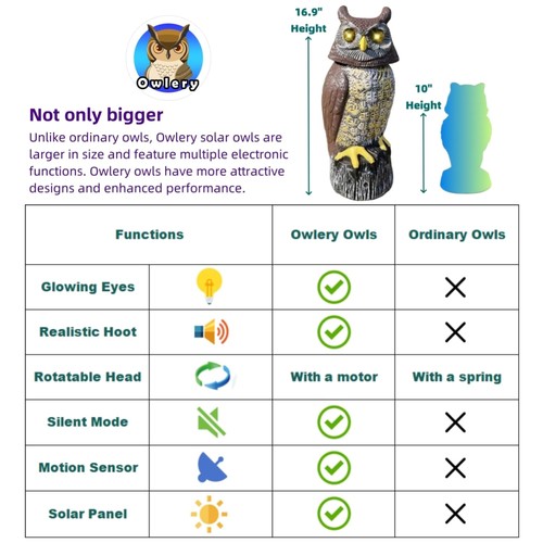 Solar owl with - owl, motion
