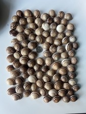 50 Pcs Snails From Morocco