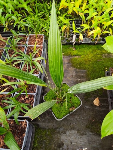 Phoenix reclinata cm pot - 14,