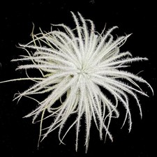 Tillandsia tectorum 'Snow'
