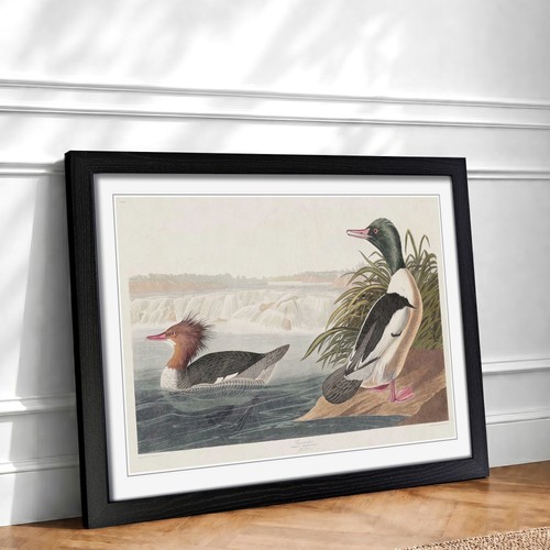 Goosander ducks flowers - goosander,