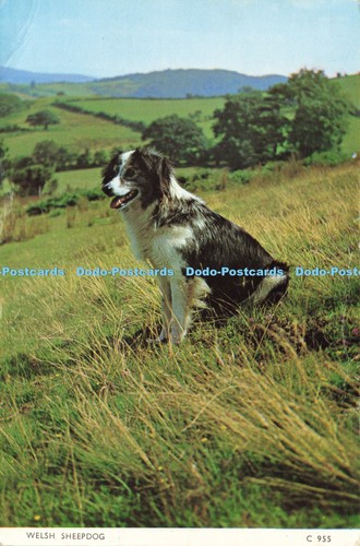 D213279 welsh sheepdog judges - sheepdog,