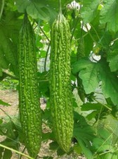 vegetable Seed bitter melon, bitter gourd 15 Seeds, Buy 2 Get 1 Free