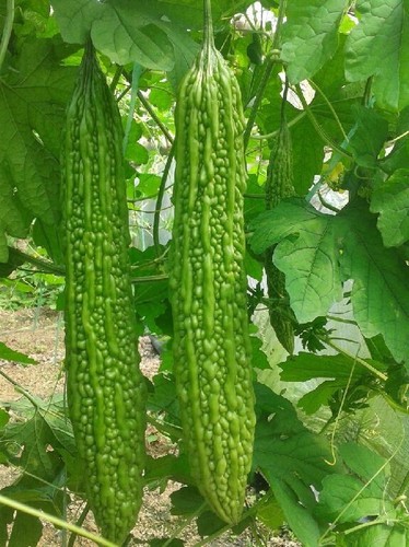 Vegetable seed bitter melon - vegetable,