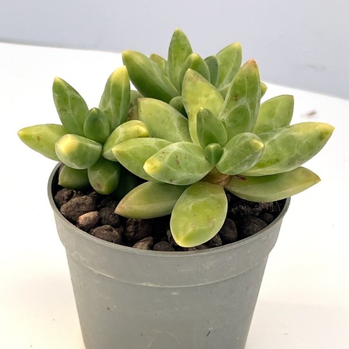 Pachyphytum compactum little - pachyphytum,