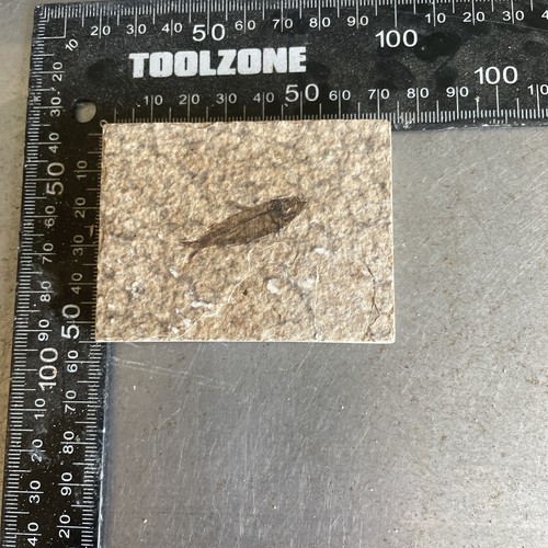 Fossilised fish slab - in,