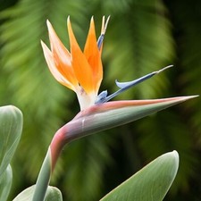 Strelitzia Reginae Orange bird of paradise Seeds. 50x Fresh Seeds. Hand Picked.