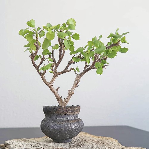 9cm succulent cactus plant - 9cm,