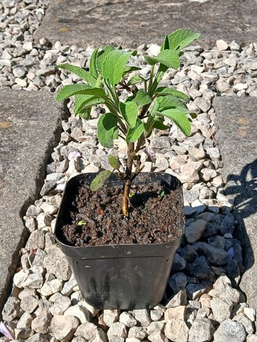 Sage plant salvia officinalis - plant,