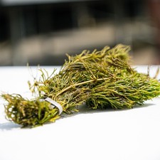 Hornwort Bunch 5 Stems Pond