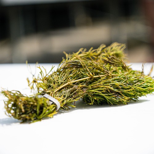 Hornwort bunch stems pond - hornwort,