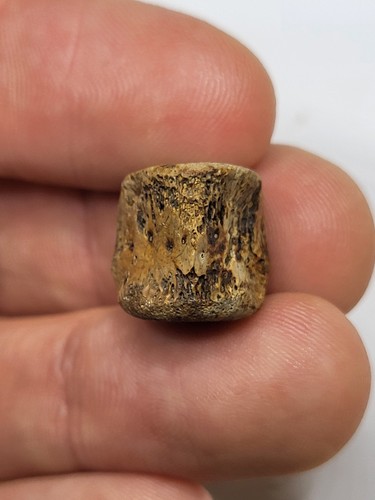Champsosaur vertebra fossil - champsosaur,