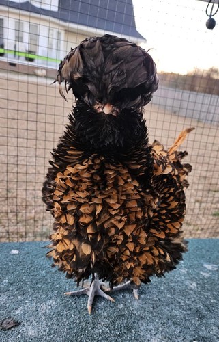 Tolbunt gold laced - 12+,