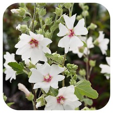 Lavatera clementii ‘Barnsley