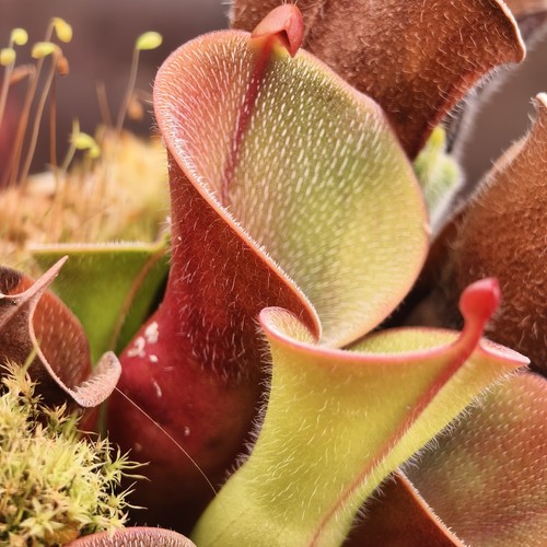 Heliamphora pilosa wistuba - pilosa, -wistuba-
