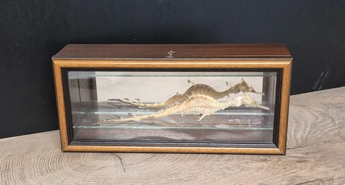 Vintage sea dragon skeleton - sea,