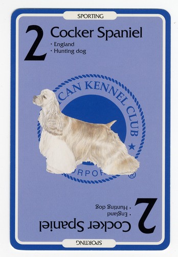 Cocker spaniel american kennel - cocker,