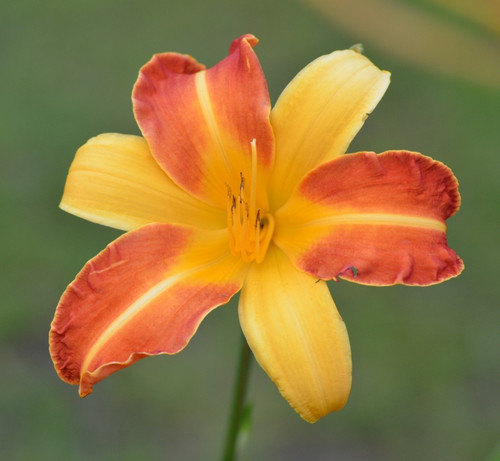 Daylily hemerocallis frans - /,
