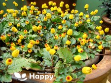 TOOTHACHE PLANT BULLS EYE - 400 SEEDS - Spilanthes Oleracea - Flower Herb