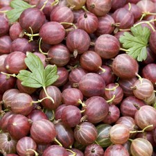 Gooseberry Bush Hinnomaki Red