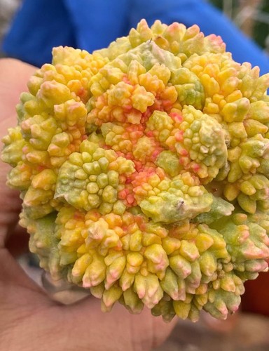 Live house plant ariocarpus - plant,