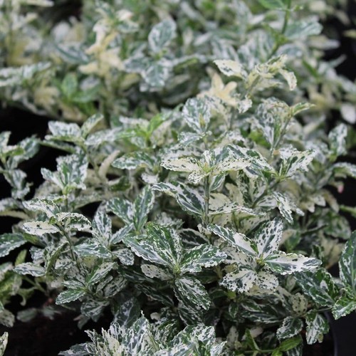 Euonymus harlequin in - 2,