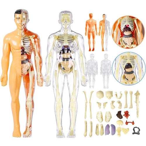 Human body structure - 3d,